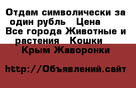 Отдам символически за один рубль › Цена ­ 1 - Все города Животные и растения » Кошки   . Крым,Жаворонки